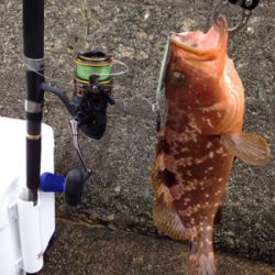 アコウ35cm,アカヒラ（バラし）推定25cm