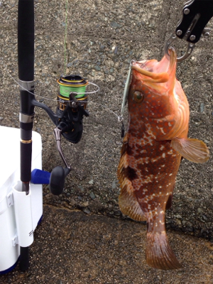 アコウ35cm,アカヒラ（バラし）推定25…