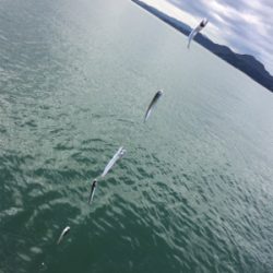 マリンピア沖洲でサビキ