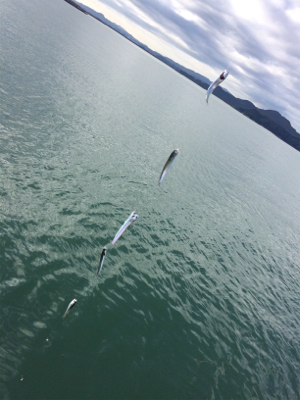 マリンピア沖洲でサビキ