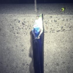 やっぱり餌が釣れる!