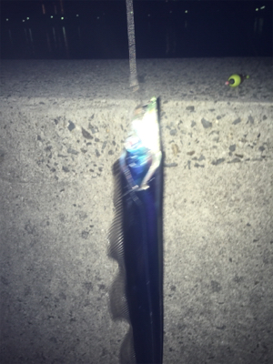 やっぱり餌が釣れる！