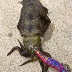 しまなみエギング 混ざり出したねー