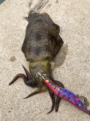 しまなみエギング 混ざり出したねー