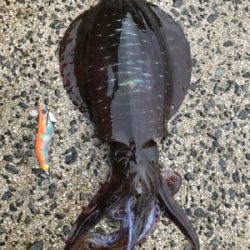 長門周辺 アオリイカ釣果