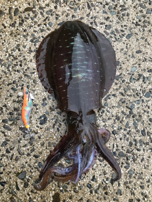 長門周辺 アオリイカ釣果