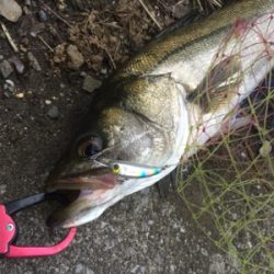 朝夕満ち潮狙い