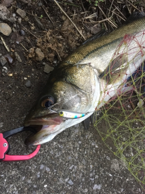 朝夕満ち潮狙い