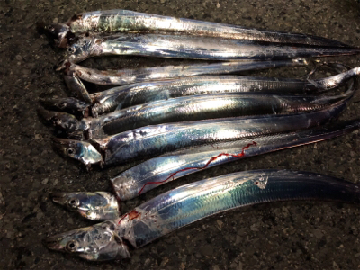 まずめのタッチーワインド(o^^o)