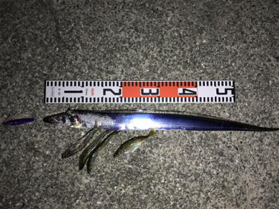 太刀魚は渋いが安定のジグパラ