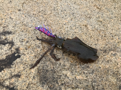 久しぶりです。