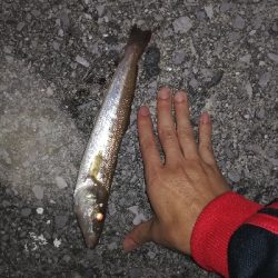 ナイトアジング