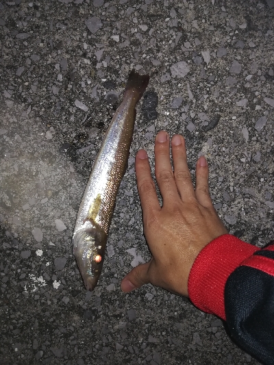 ナイトアジング