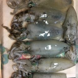 濁りがあった中釣れました