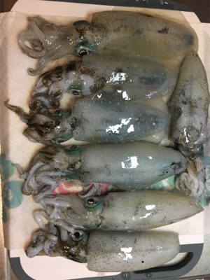 濁りがあった中釣れました