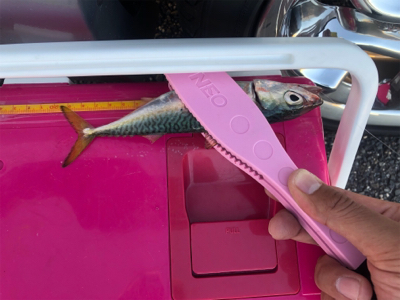 アジングまたしても失敗