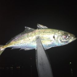 もうすぐメバルの季節か？