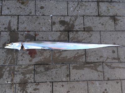 コスモでのんびりと(^^)