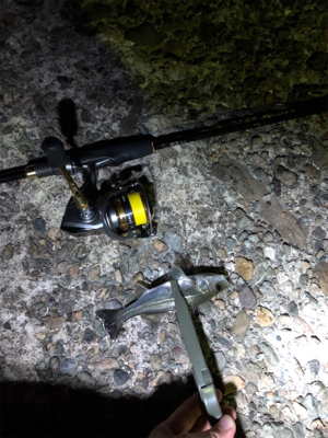 アジングのつもりが…