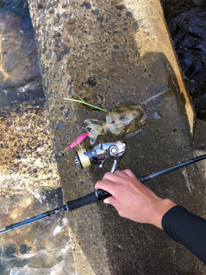 秋イカエギング