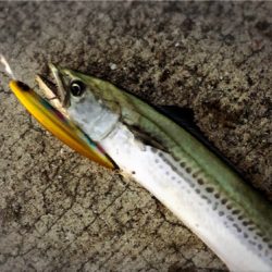 一瞬の時合いをモノに!!