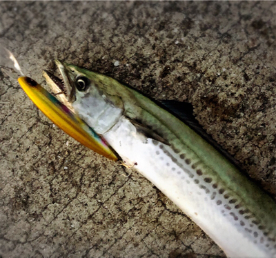 一瞬の時合いをモノに！！