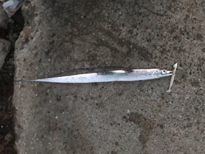 今日も行っちゃいました！