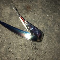 ゆうまづめの1時間釣行でサバ、そしてタチウオ!