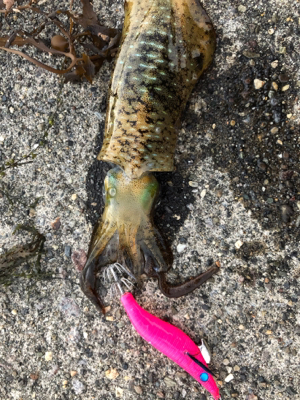 台風後エギング