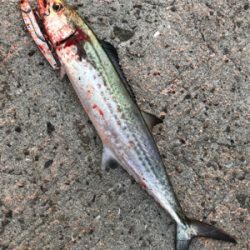 朝一から行って来ました…平磯へ