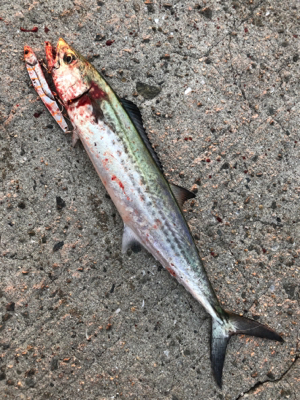 朝一から行って来ました…平磯へ