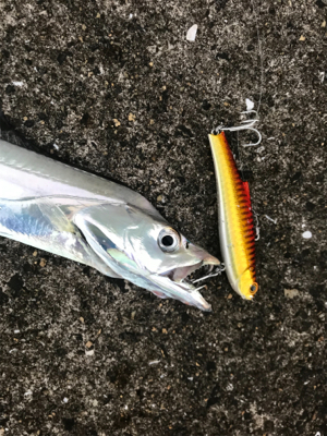 タチウオばかり(T . T)