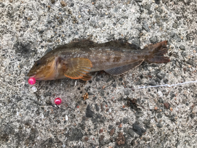 カレイを狙いましたが…