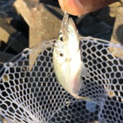 アジングのちに、タチウオ…