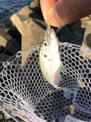 アジングのちに、タチウオ…