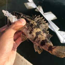 ベイトフィネスでお気軽デイロック