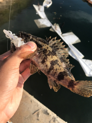 ベイトフィネスでお気軽デイロック