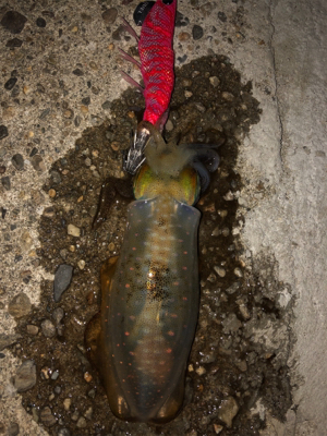 久しぶりの和歌山遠征