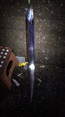 ショアジギング