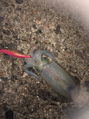 エギングのちサビキ