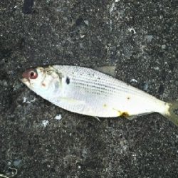 ジグでコノシロ1,2,3