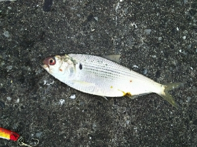 ジグでコノシロ1,2,3