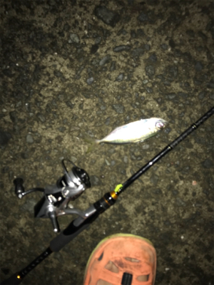 台風直後の樋島釣行