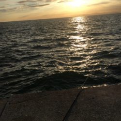 マイワシ湧いてる！