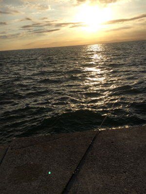 マイワシ湧いてる！