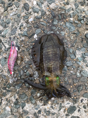 萩市周辺 アオリイカ釣果
