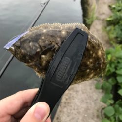 アオリイカを求めて③