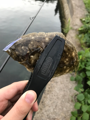 アオリイカを求めて③