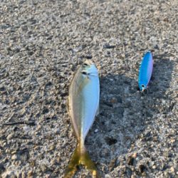 ジグサビキ→ワインド