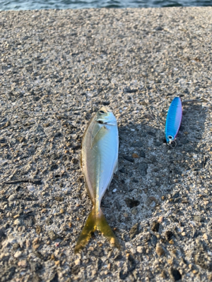 ジグサビキ→ワインド